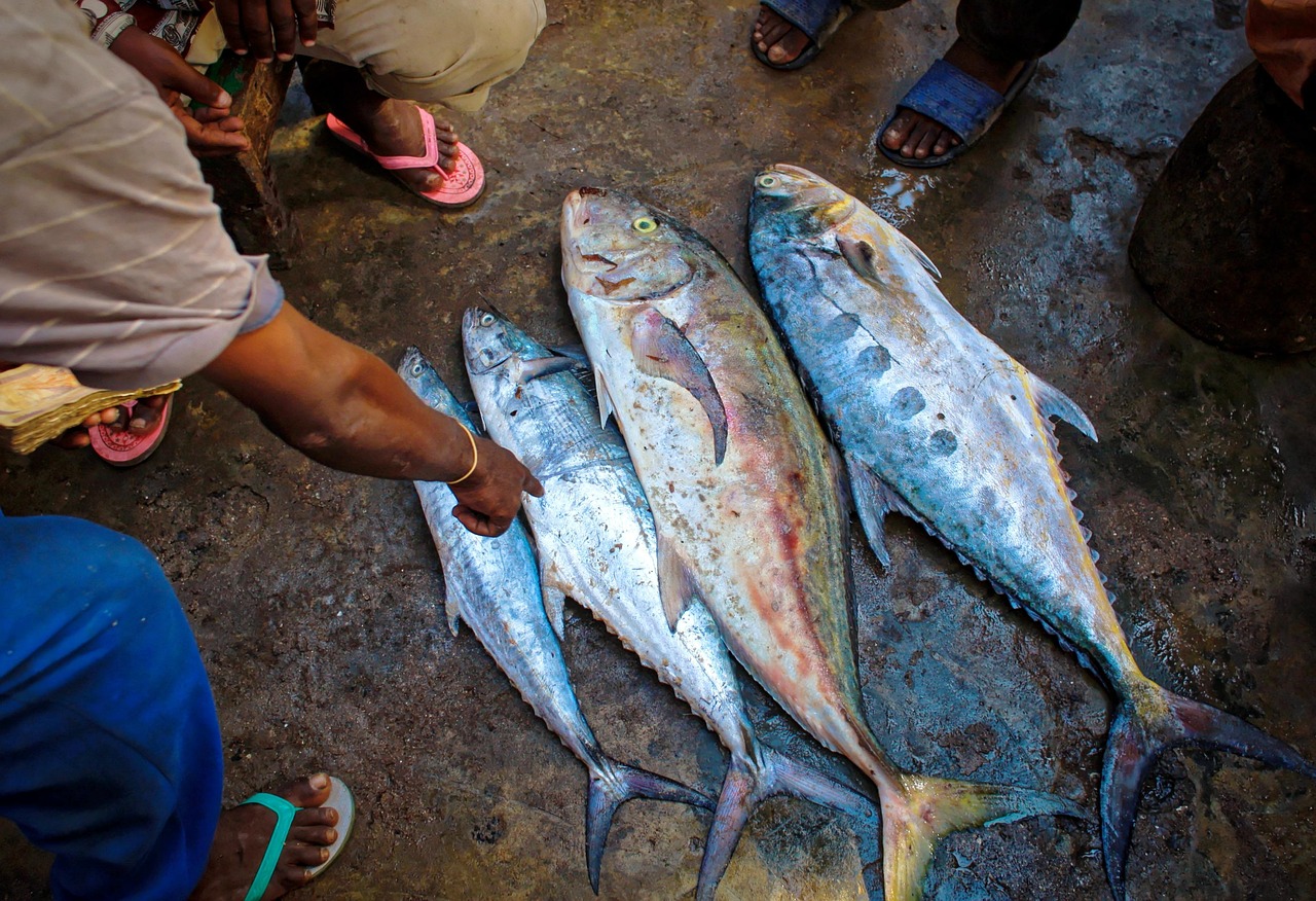 Tuna fish, catch, fish market — Achieve Consistent Results with Support from Forex Trade Brokers
