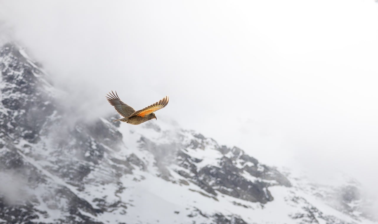 Bird, mountain, kea — Are Fast Working Capital Loans Truly the Best Answer for your Business Needs?