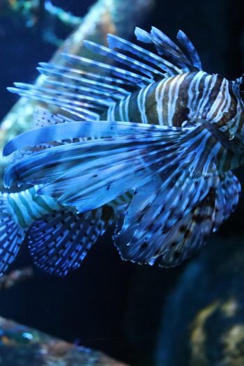 Fish, lionfish, sea — Are Weekend Swimming Lessons Better Than Weekdays?