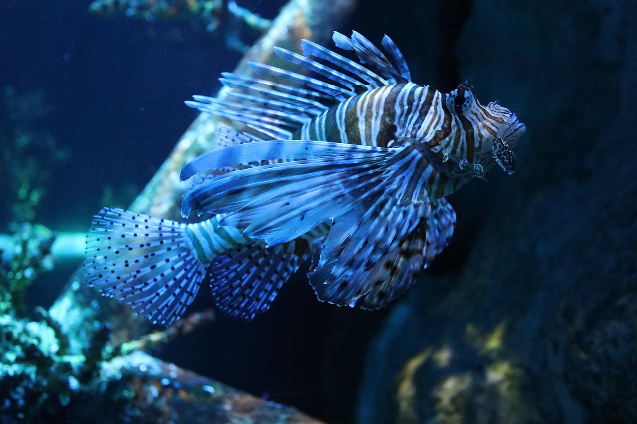 Fish, lionfish, sea — Are Weekend Swimming Lessons Better Than Weekdays?