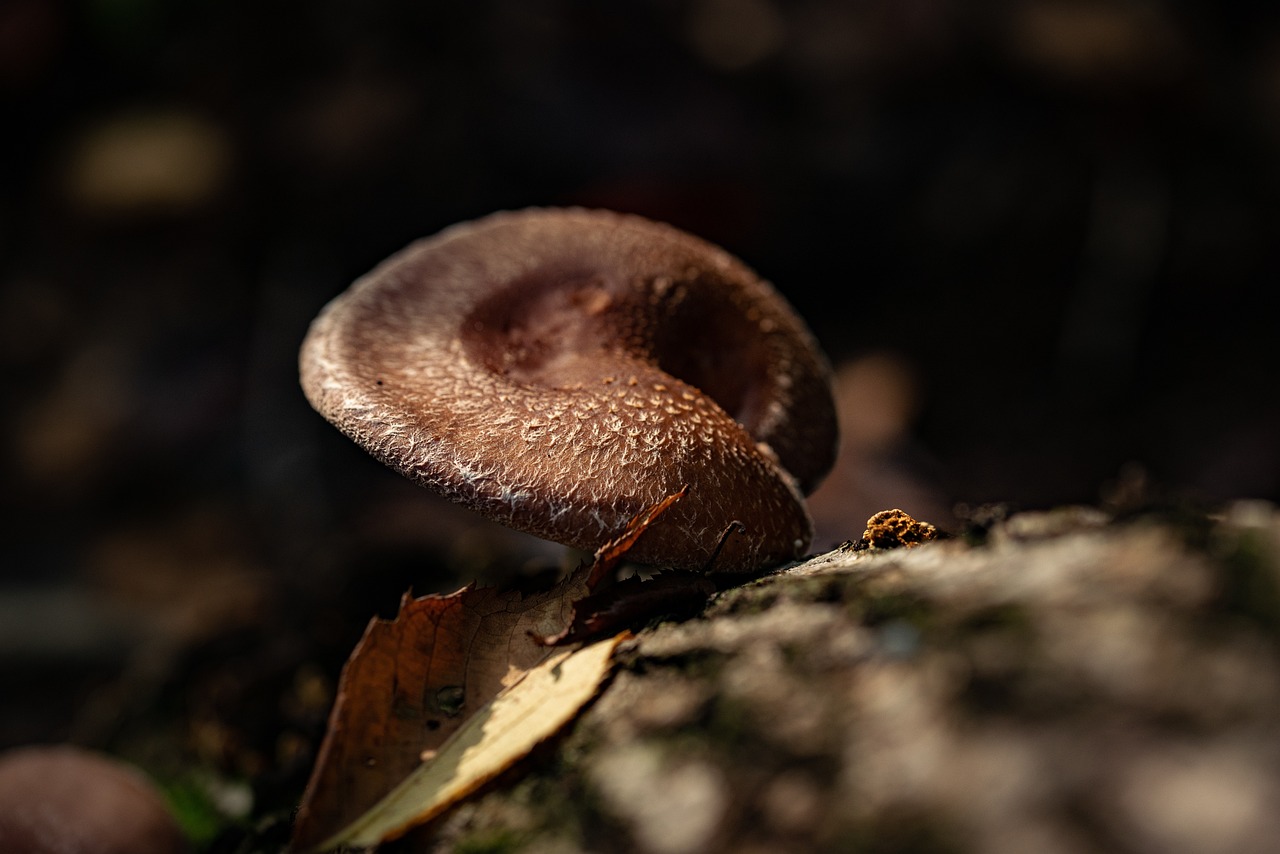 Mushroom, food, wild — Dr. Pispidikis' Innovative Chiropractic Strategies for Effective Headache Management