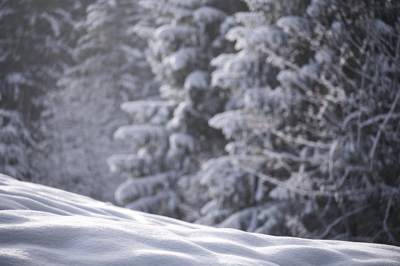 Snow, nature, winter — Elevating Heart Care: Dr Hari Saini 's Impactful Role in Modern Cardiology