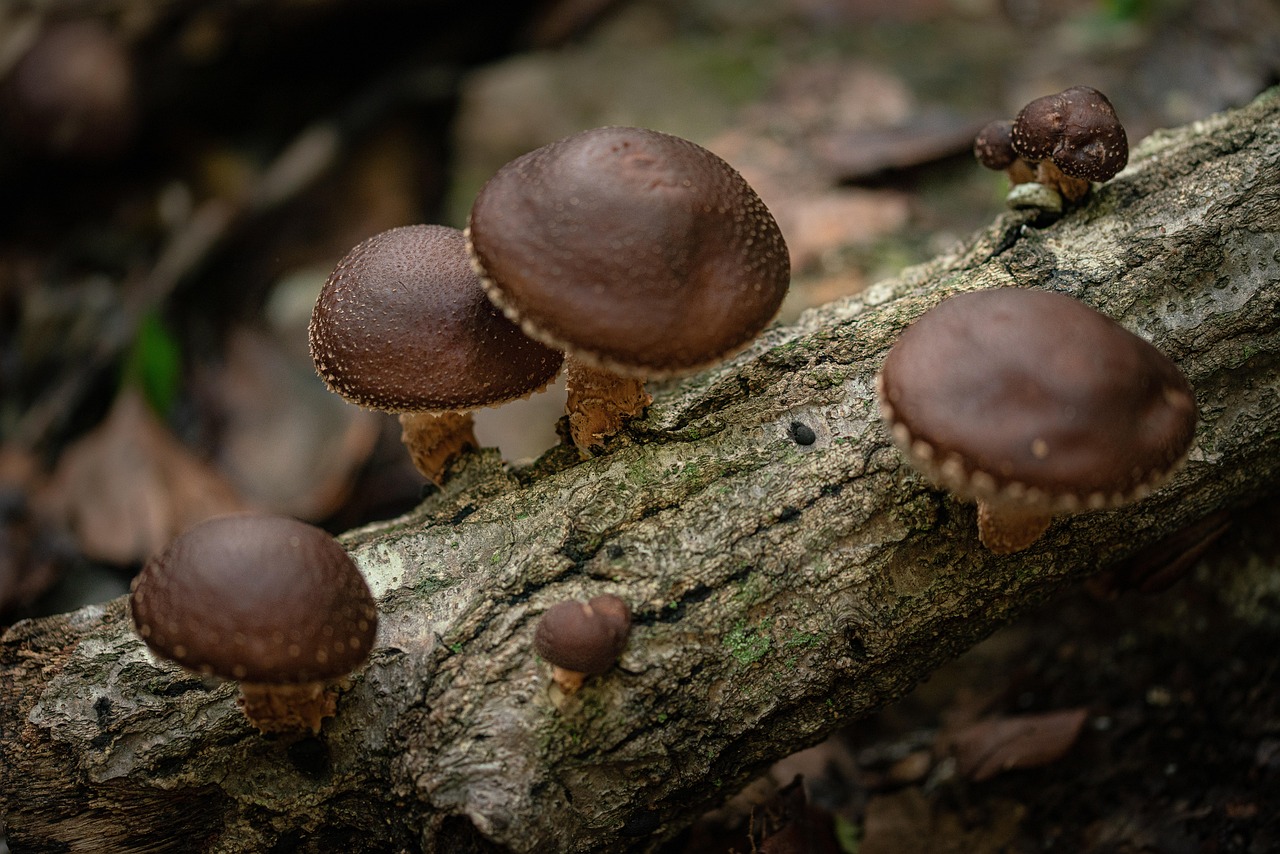 Wild shiitake mushroom, mountain, food — Enjoy Smooth Skin With The Help Of Brightening Laser
