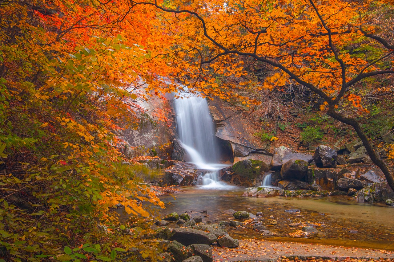 Autumn, forest, river — Exploring Free UFC Stream Platforms for Fans on a Budget