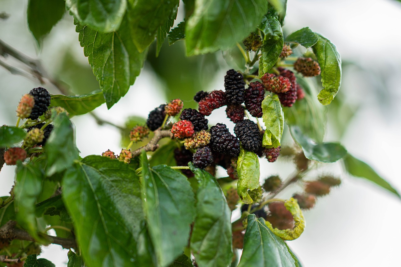 Mulberry fruit, spring, eat — Is It Safe to Buy Weed Online Canada?