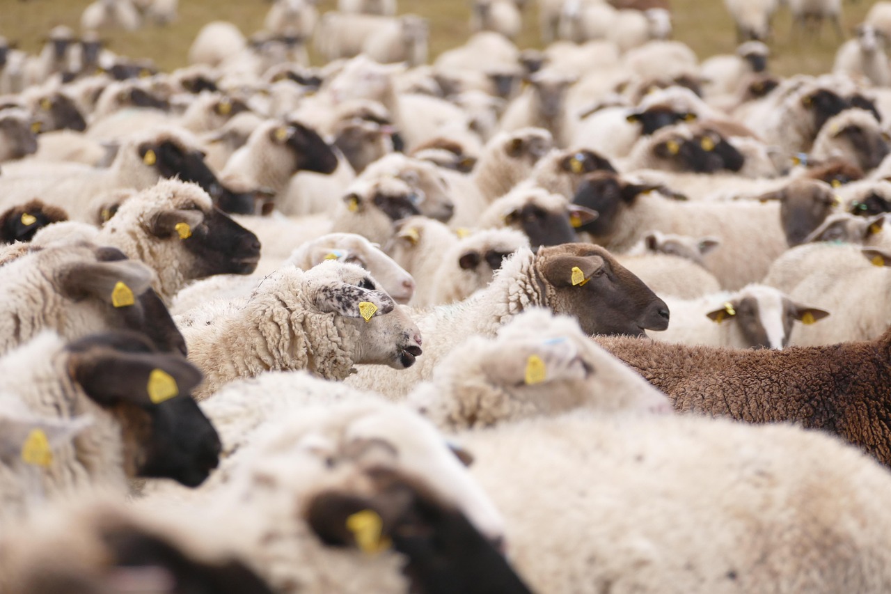 Sheeps, animals, mammals — Private Toto Sites - Why They Are Better Than Proto