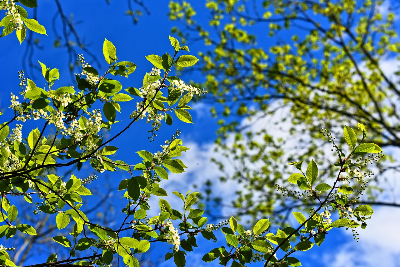 Tree, branch, blossom — Rapid IPTV Review: Pros, Cons, and What You Need to Know