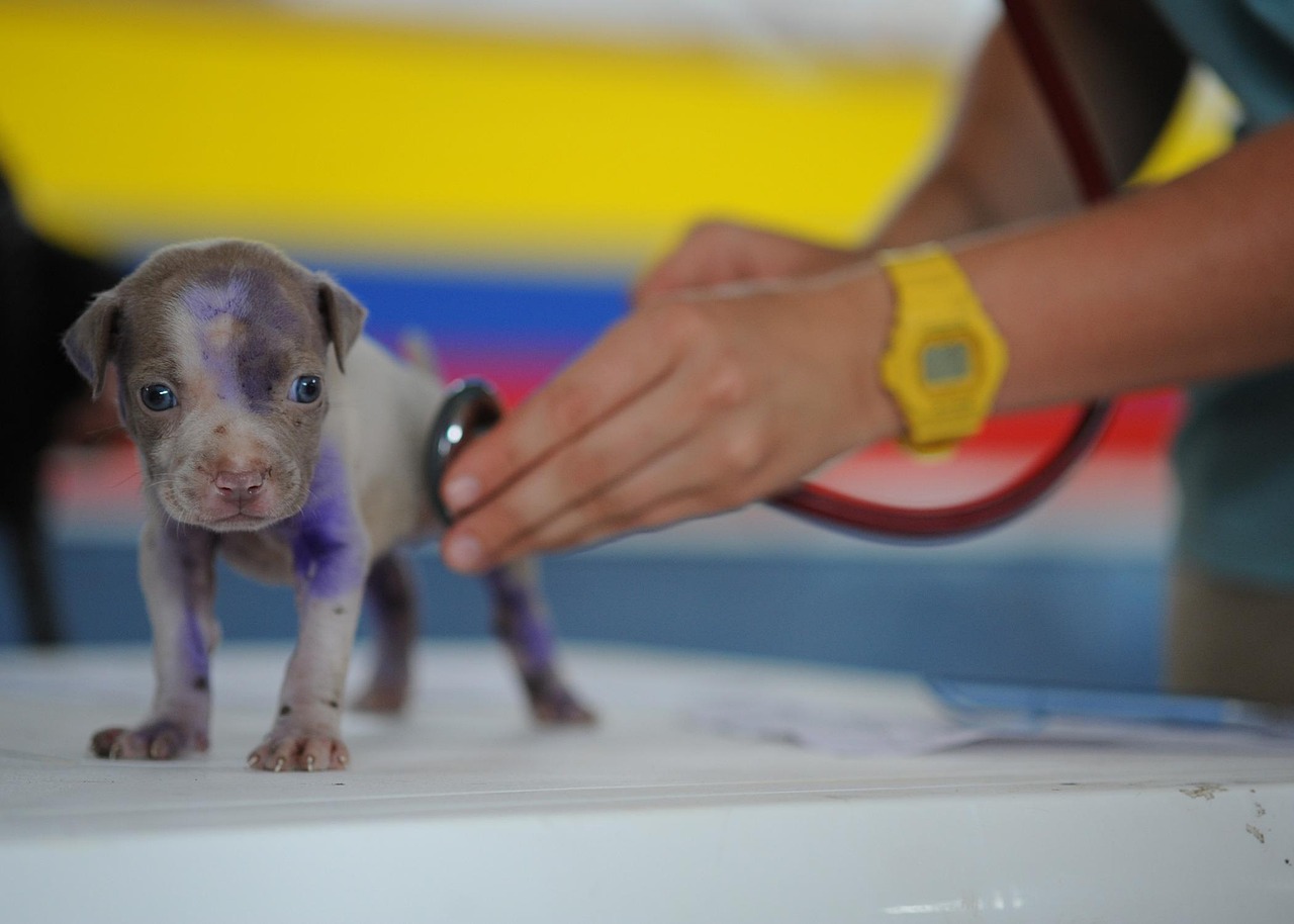 Dog, puppy, canine — Smoking cessation tips: can you smoke shrooms?