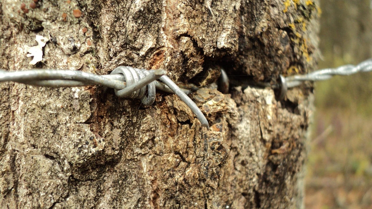 Barbed wire, trunk, anger — Unleashing the Power of Innovation: Lessons from Tech Entrepreneur Dylan Sidoo