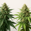 Indica vs Sativa: A Simple Comparison for New Cannabis Shoppers