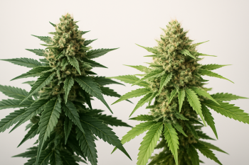 Comparison of indica and sativa cannabis plants side by side