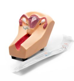IUD Insertion Model: Supporting Hands-On Clinical Training